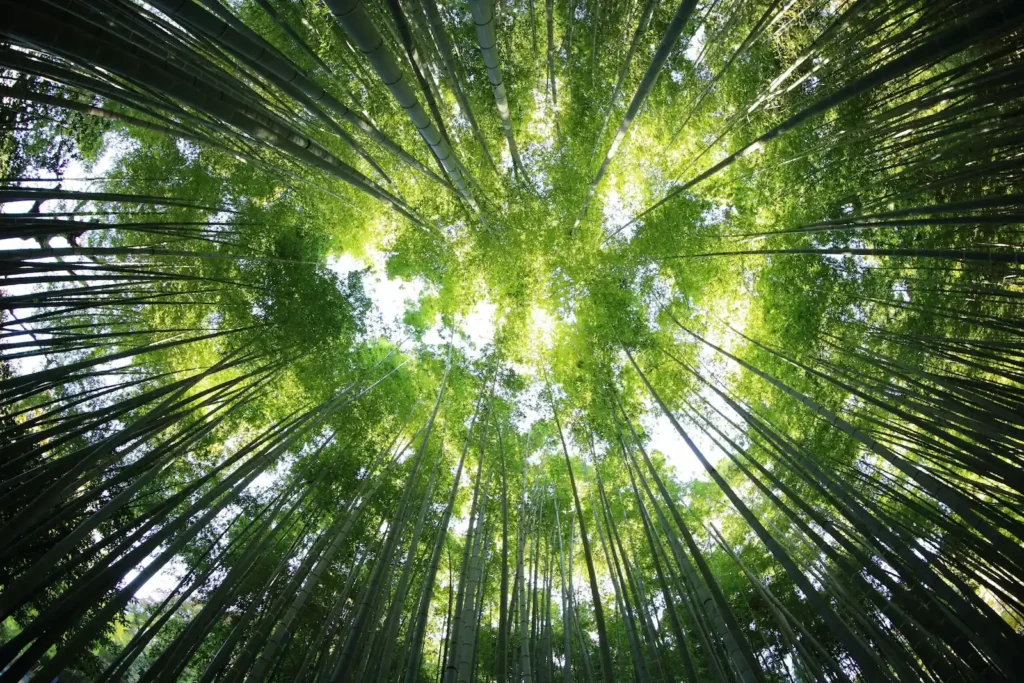 Création de site web écologique et responsable, forêt de bambous symbole de durabilité