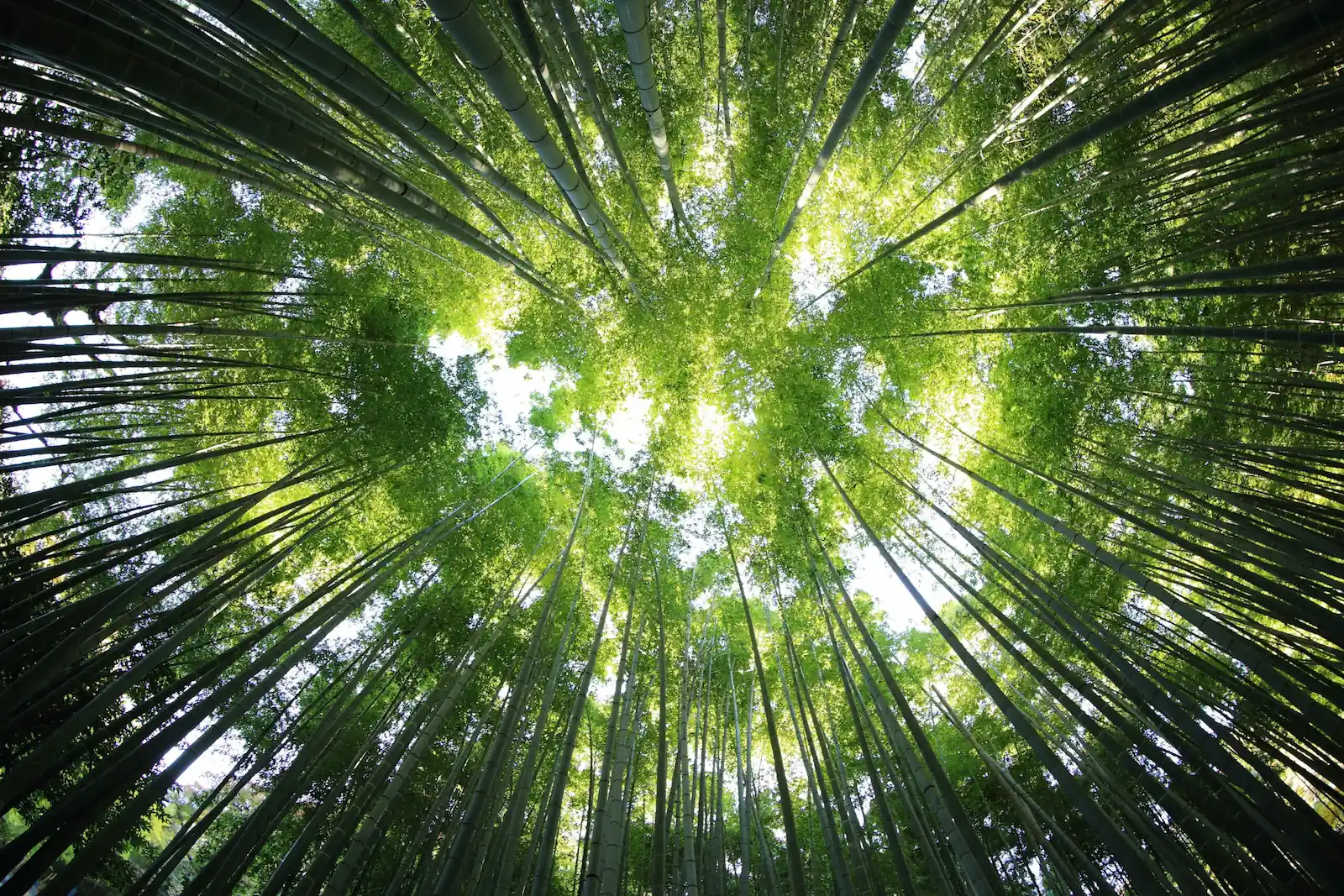 Création de site web écologique et responsable, forêt de bambous symbole de durabilité